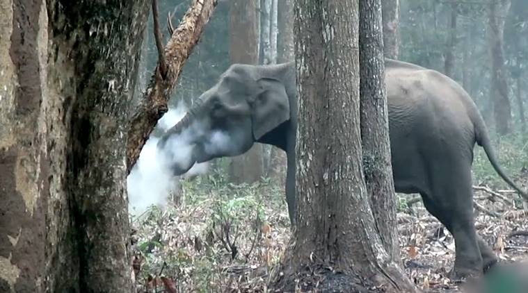 Elephant seen ‘smoking’ in Indian forest