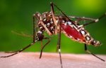Treat malaria with combination of drugs, NMEP pleads