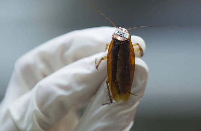 Chinese scientists study medical use of cockroaches