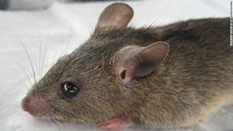 At least 78 dead in Lassa fever outbreak in Nigeria