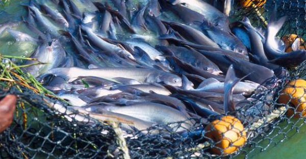 No plastic fish in Nigeria – NAFDAC