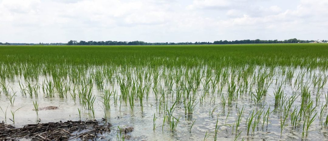 Farmers Lose 70 Hectares Of Rice Farm To Flood In Anambra