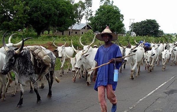 Miyetti Allah Insists On Grazing Reserve