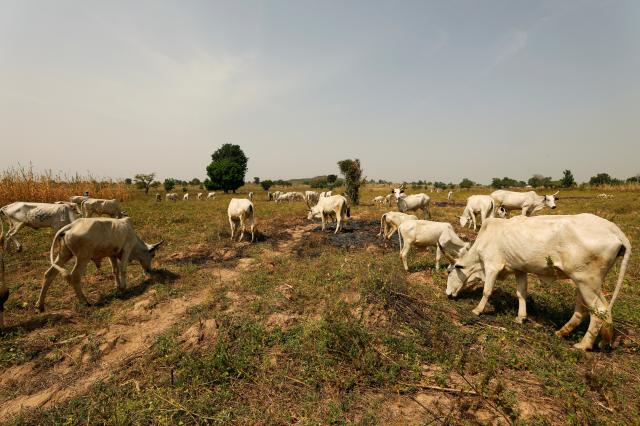 Nomadic Herders And Indigenous Farmers In Fight For Nigeria’s Heartland: Reuters Report