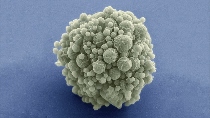 Rael-Science Post Says Synthetic Organisms Challenging What Alive Means