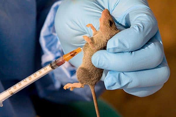 Lassa Fever, Meningitis Claim 26 Lives In Nigeria -NCDC