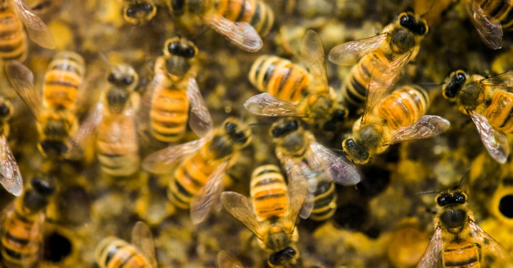 Amazing, Researchers Codify Honey Bees’ Universal Language