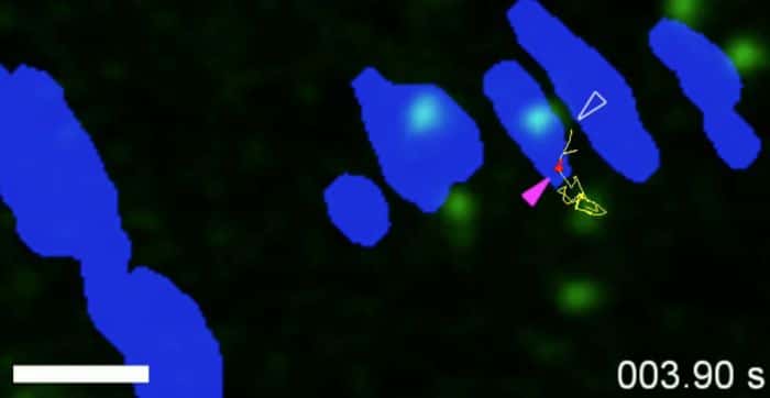 New Opportunities As Researchers Can Now Quickly Measure A Protein’s Microscopic Movements