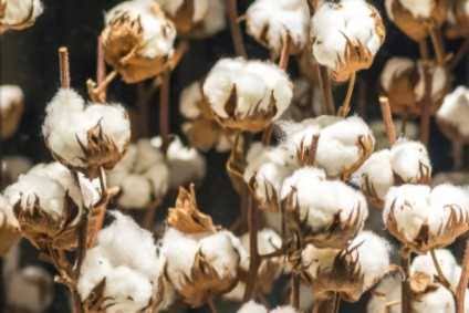 In Africa, Cotton Remains Strategic Crop As Electronic Components Trade Drives Tech Growth
