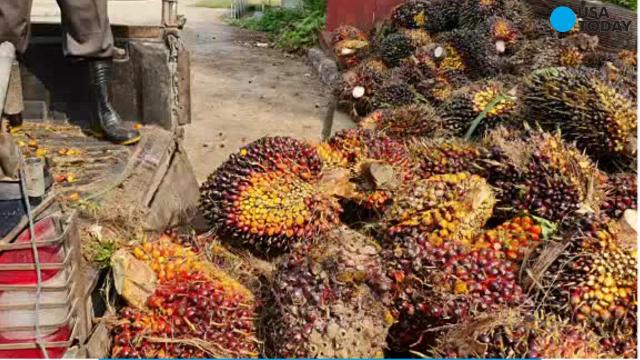 FG To Create 4 Million Jobs Through Oil Palm Production
