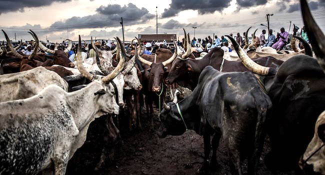 Breaking: Federal Government Suspends Planned Ruga Programme