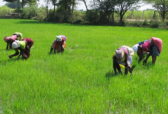 Anchor Borrower: Bank Expresses Worry Over Farmers’ Attitude To Loan Repayment