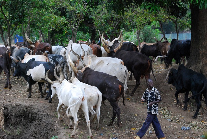 Opinion | Benue State Anti-Grazing Law: A Call For True Federalism In Nigeria