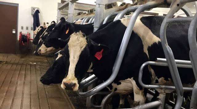 Middle-Belt: The ‘Failed State’ Land Cash Cattle Prisons In Benue