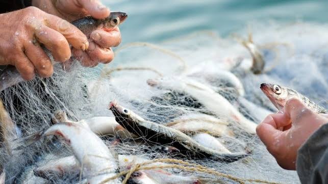 WTO Sets Eyes On $83 Billion As Fish Takes Centre Stage At Trade Negotiations