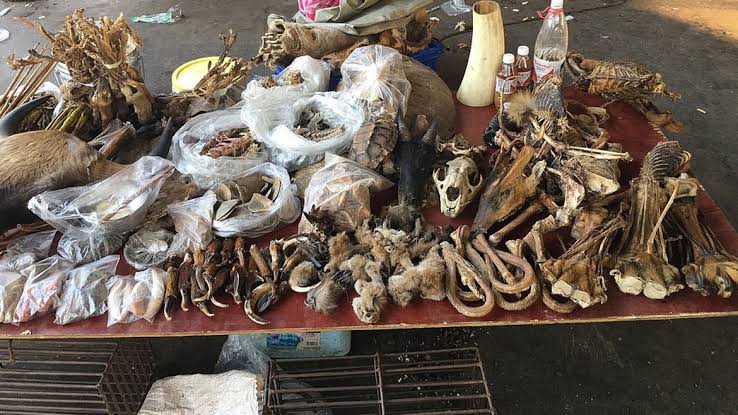 UNCTAD Unveils New Electronic System For Endangered Wildlife Trade