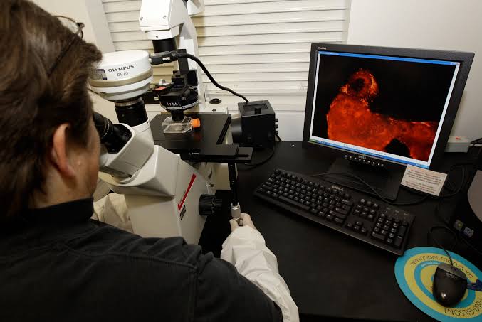 Scientists Are Producing Human Embryos, Rael-Science Says
