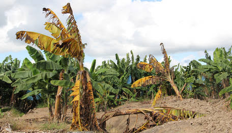 Global Food Prices Stable, But Banana Disease Threatens To Sack Millions