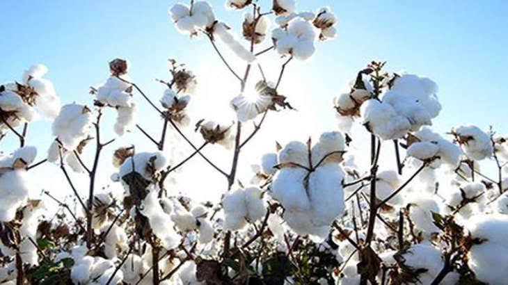 Africa Scores A Major Victory As UNCTAD Marks First World Cotton Day In Geneva