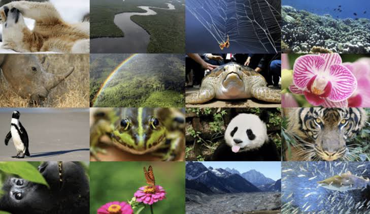 Top UNCTAD Official Rings Alarm On Biodiversity, Urges Global Action