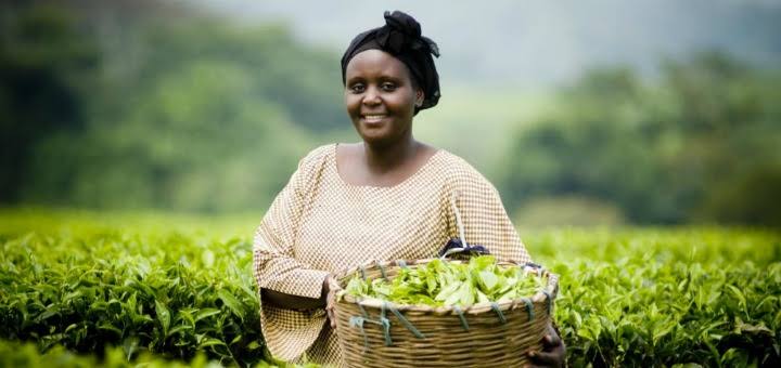 Countries Are Thriving Towards Inclusive, Green Economies, Says PAGE