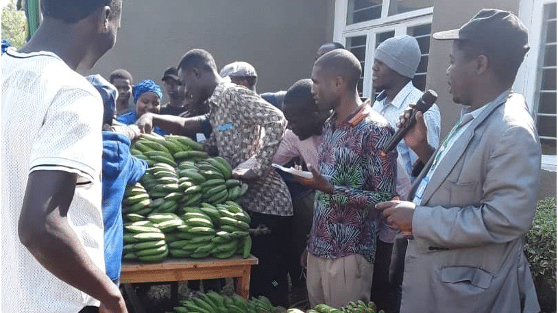 Tanzania: Researchers exhibit high-yielding banana hybrids to boost food security
