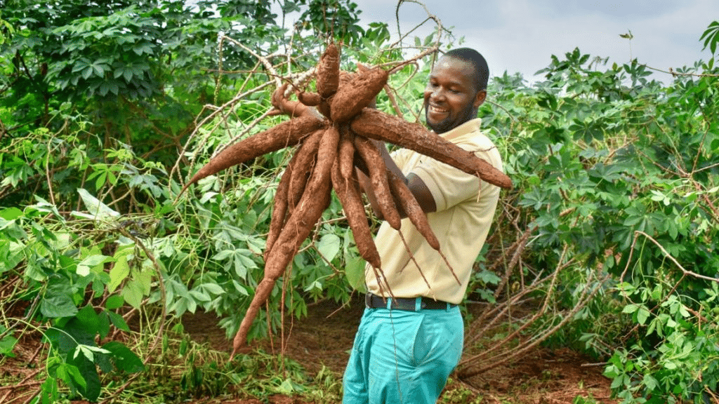 BREAKING: IITA Researchers Discover New Cassava Genetics