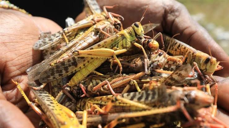 Desert locusts: IOM scales-up efforts to assist thousands of people affected by severe outbreak
