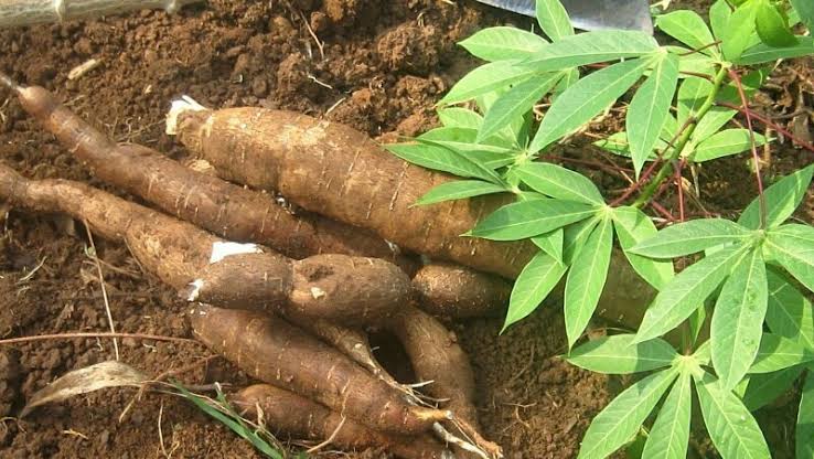 Cassava production: agencies move to integrate AKILIMO into FG’s extension package