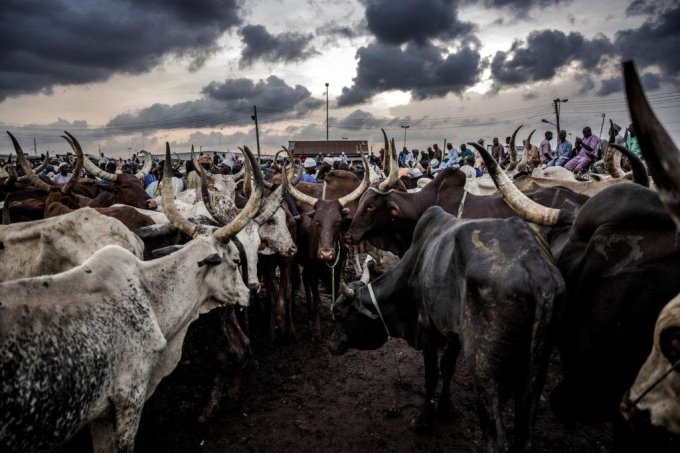 How FG’s Farm Settlement In 109 Senatorial Zones Is Reawakening Ruga Fears