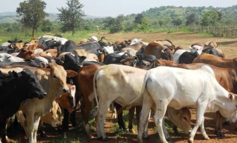 Why FG Is Moving To Reduce Importation Of Livestock Products