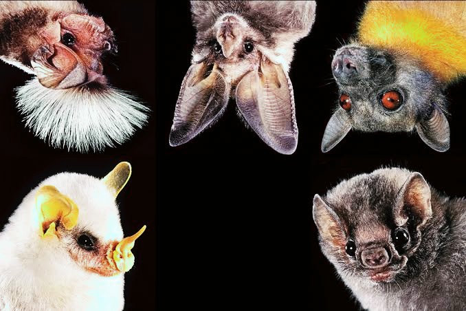 Nigerian Researchers Discover 10 New Bat Species In Nigerian Forest