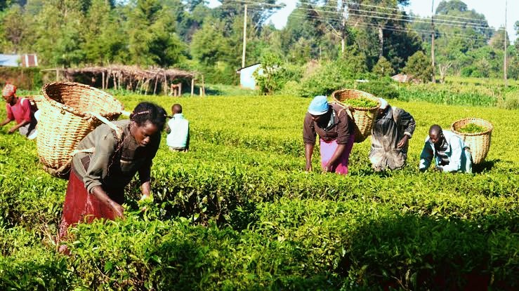 How adequate security can enhance food sufficiency in Nigeria — Expert
