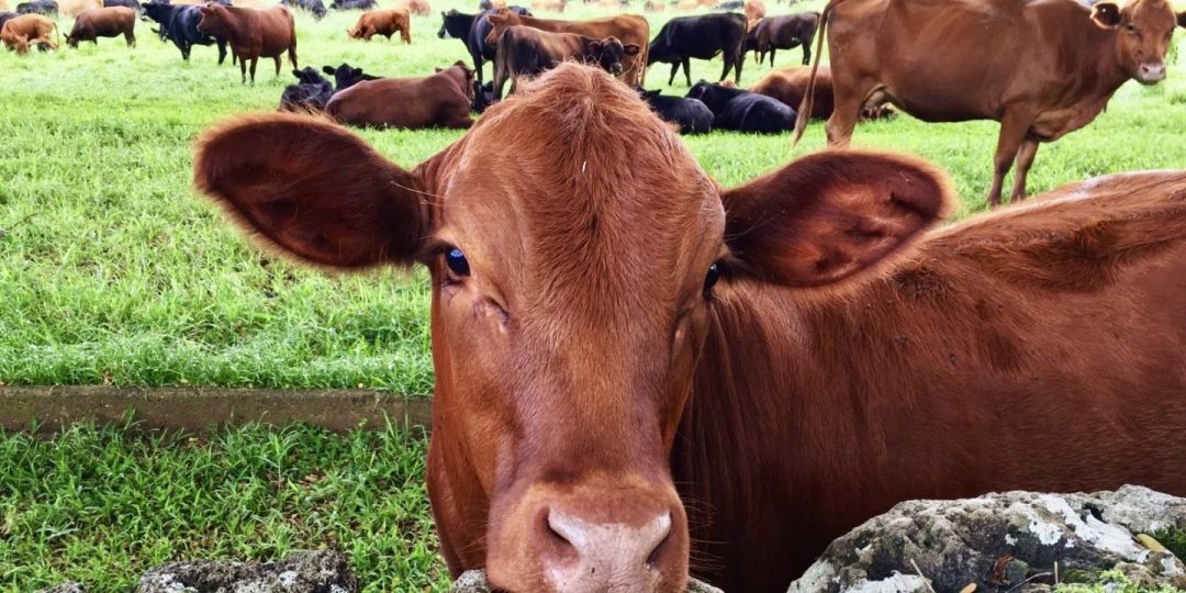 Local Government Autonomy: A Hidden Plot to Control Nigerian Lands — Tony Nnadi