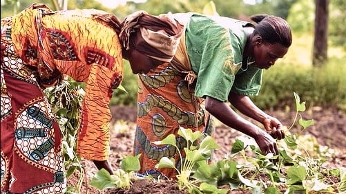 Insecurity Threatens Nigeria’s Female Farmers & Food Supply