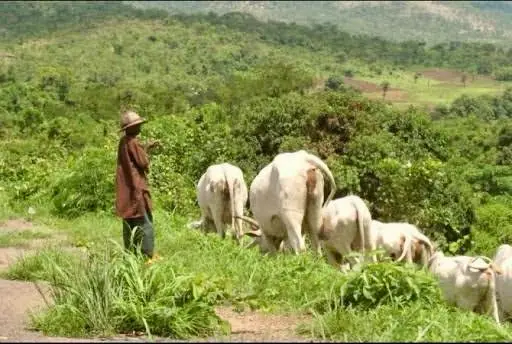 Digital Grazing Routes Ignite Fiery Farmer-Herder Clash