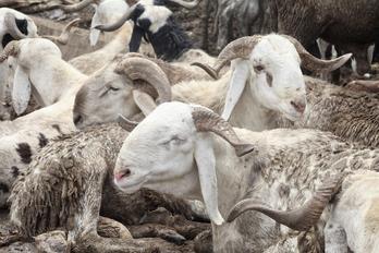 Ram Prices Skyrocket 55.5% as Eid-El-Kabir Sales Plummet