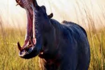 Adamawa Under Siege: Flood‑Displaced Hippos Ravage Communities, Kill Resident