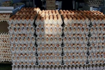 Egg Price Drop: PAN’s 10% Cut Not Reflecting in Lagos Markets