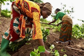 FADAMA Fraud Across Nigeria: How Peasant Farmers Continue to Pay the Price